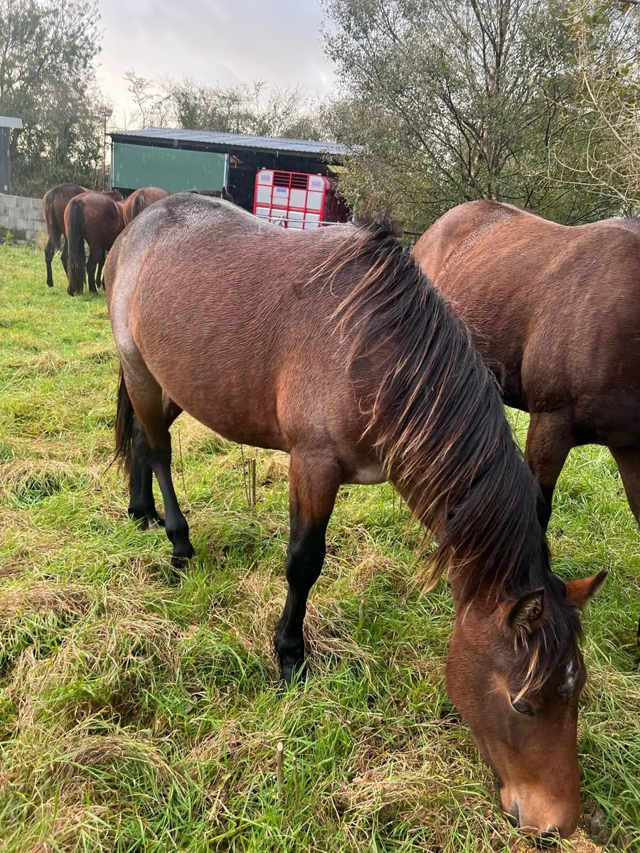 Connemara Roan Gelding NN - Image 2