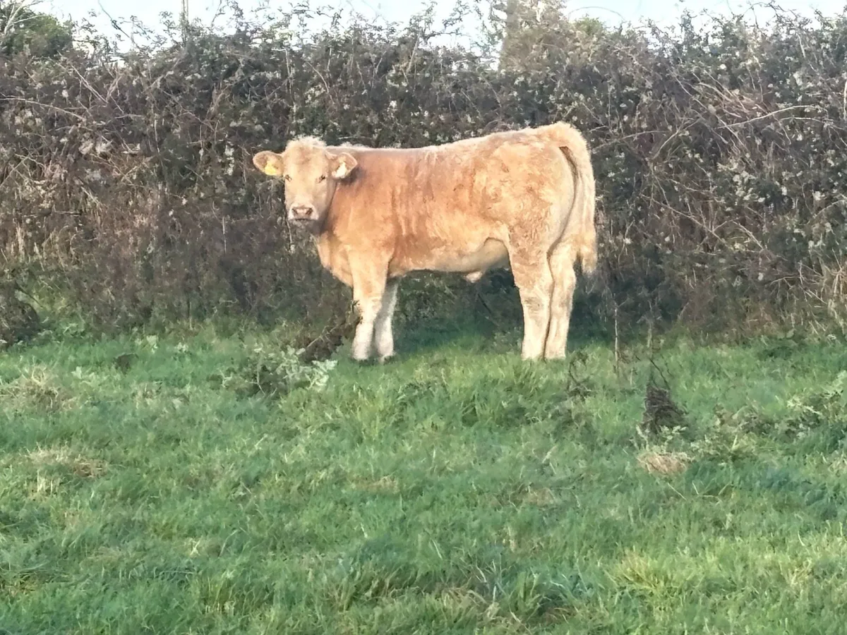 Limestone Weanling Heifers (Stars) - Image 3