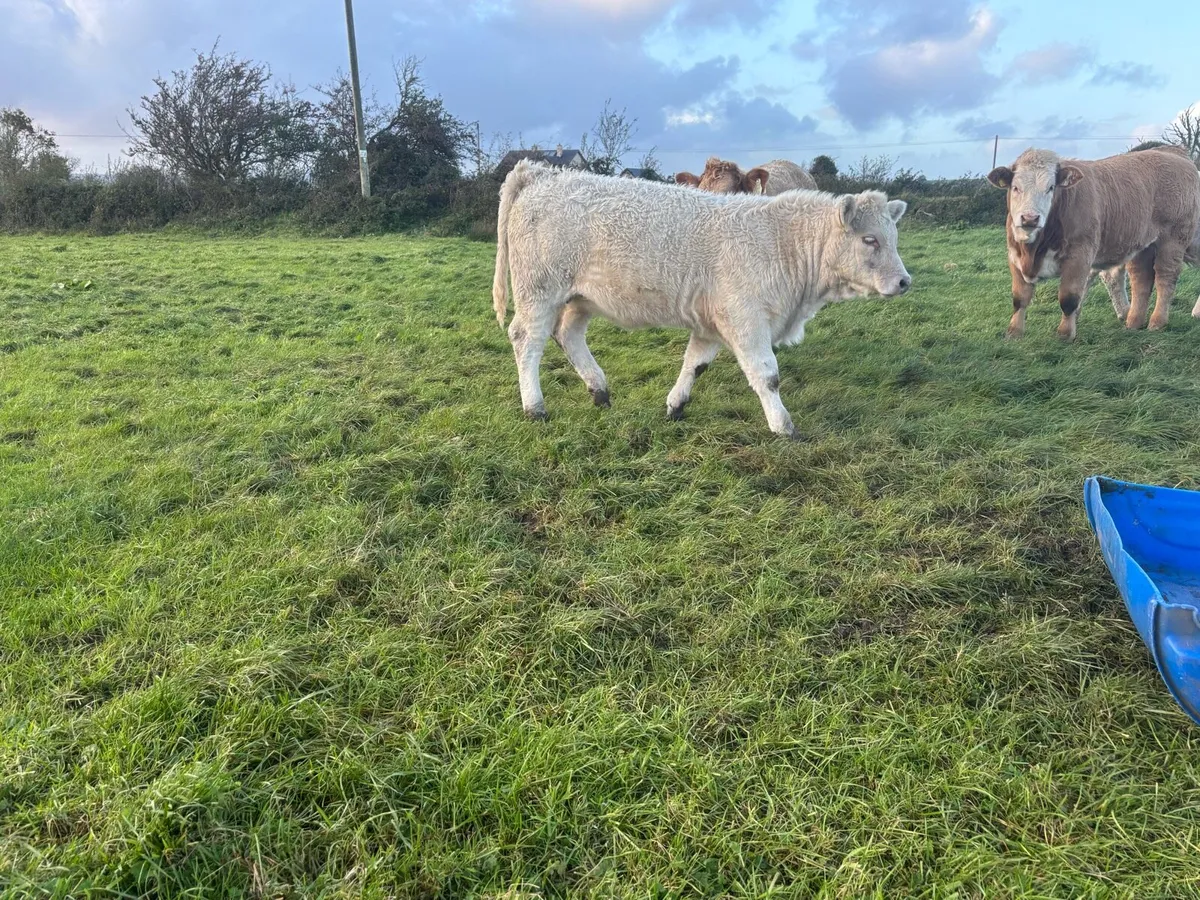 Limestone Weanling Heifers (Stars) - Image 4