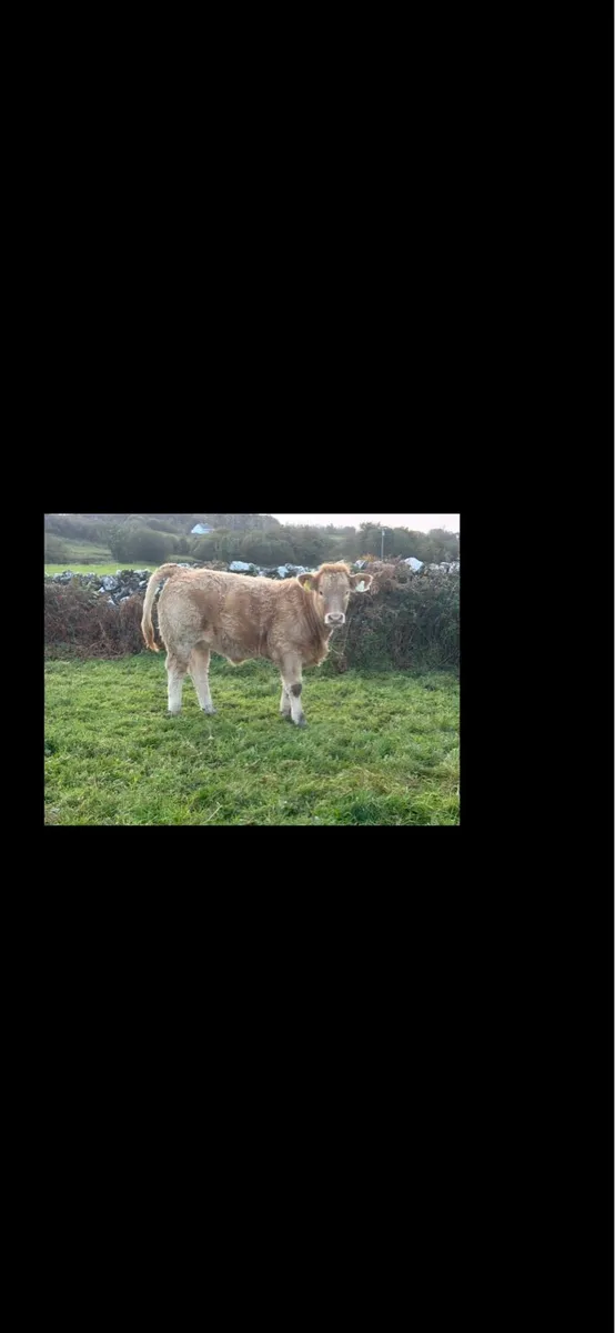 Limestone Weanling Heifers (Stars) - Image 2
