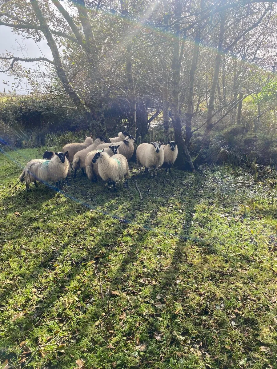 Ewe lambs and f 4 Kerryhill hoggets - Image 1