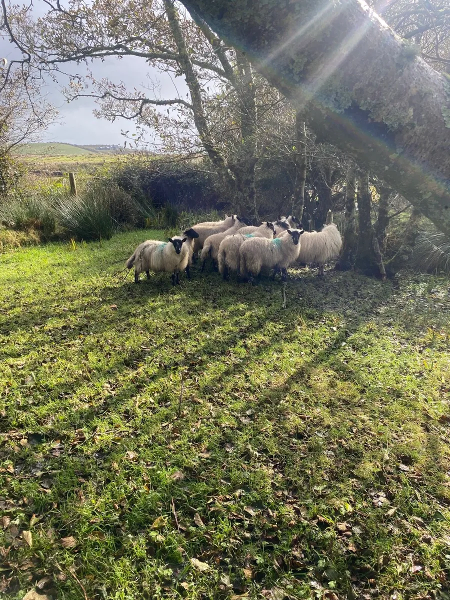 Ewe lambs and f 4 Kerryhill hoggets - Image 2