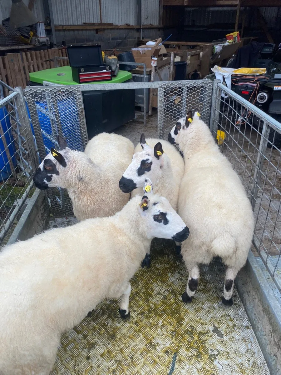Ewe lambs and f 4 Kerryhill hoggets - Image 3