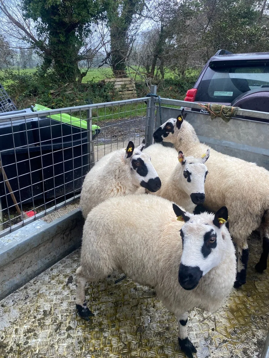 Ewe lambs and f 4 Kerryhill hoggets - Image 4