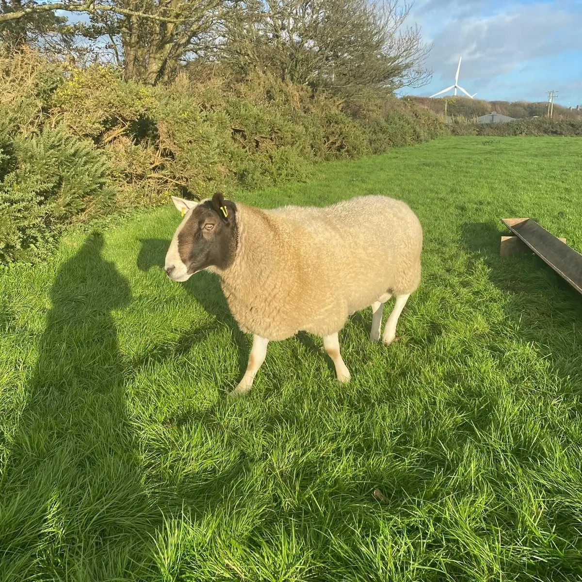 Teaser Ram - Image 1