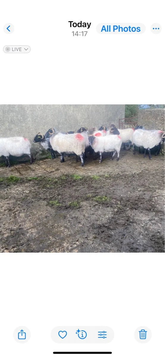Organic Ewes - Image 1