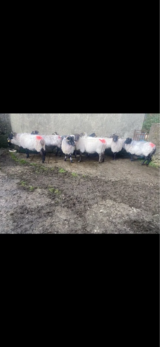 Organic Ewes - Image 2
