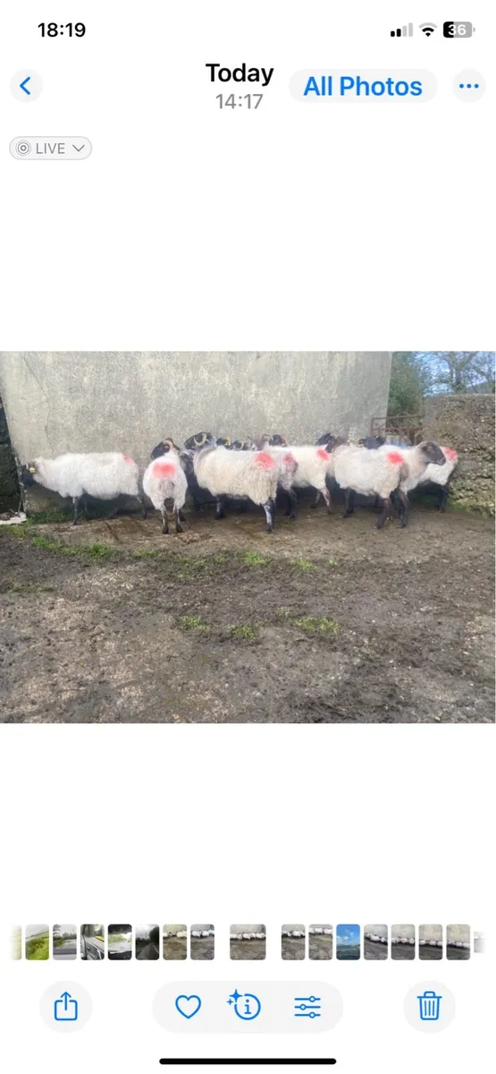 Organic Ewes - Image 3