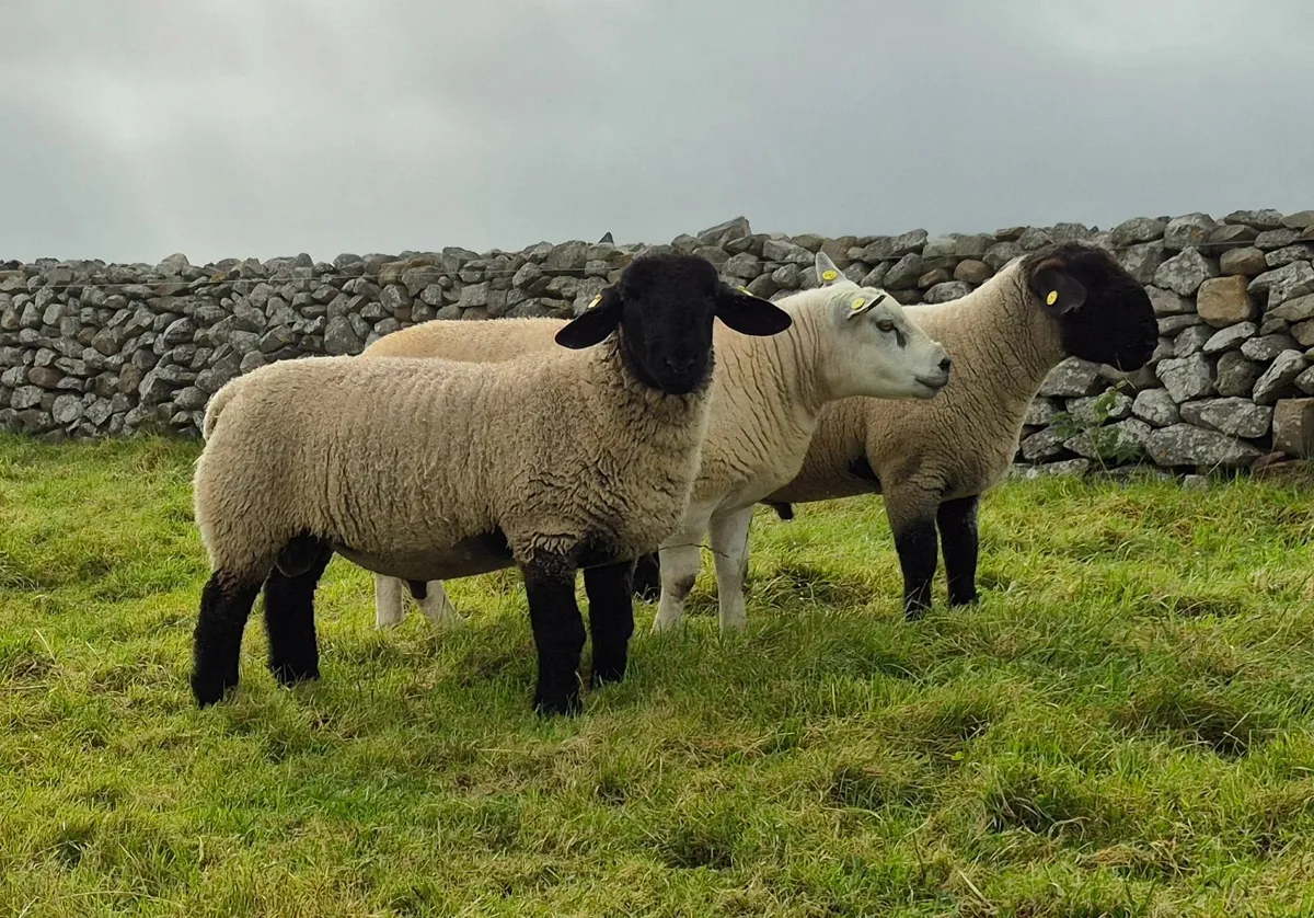 3 Fertility tested rams - Image 1