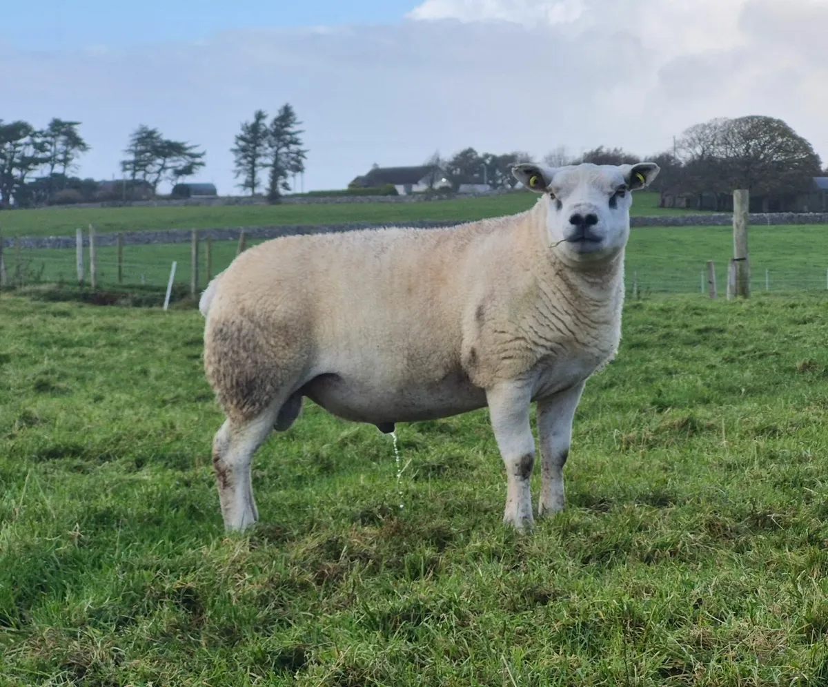 3 Fertility tested rams - Image 2