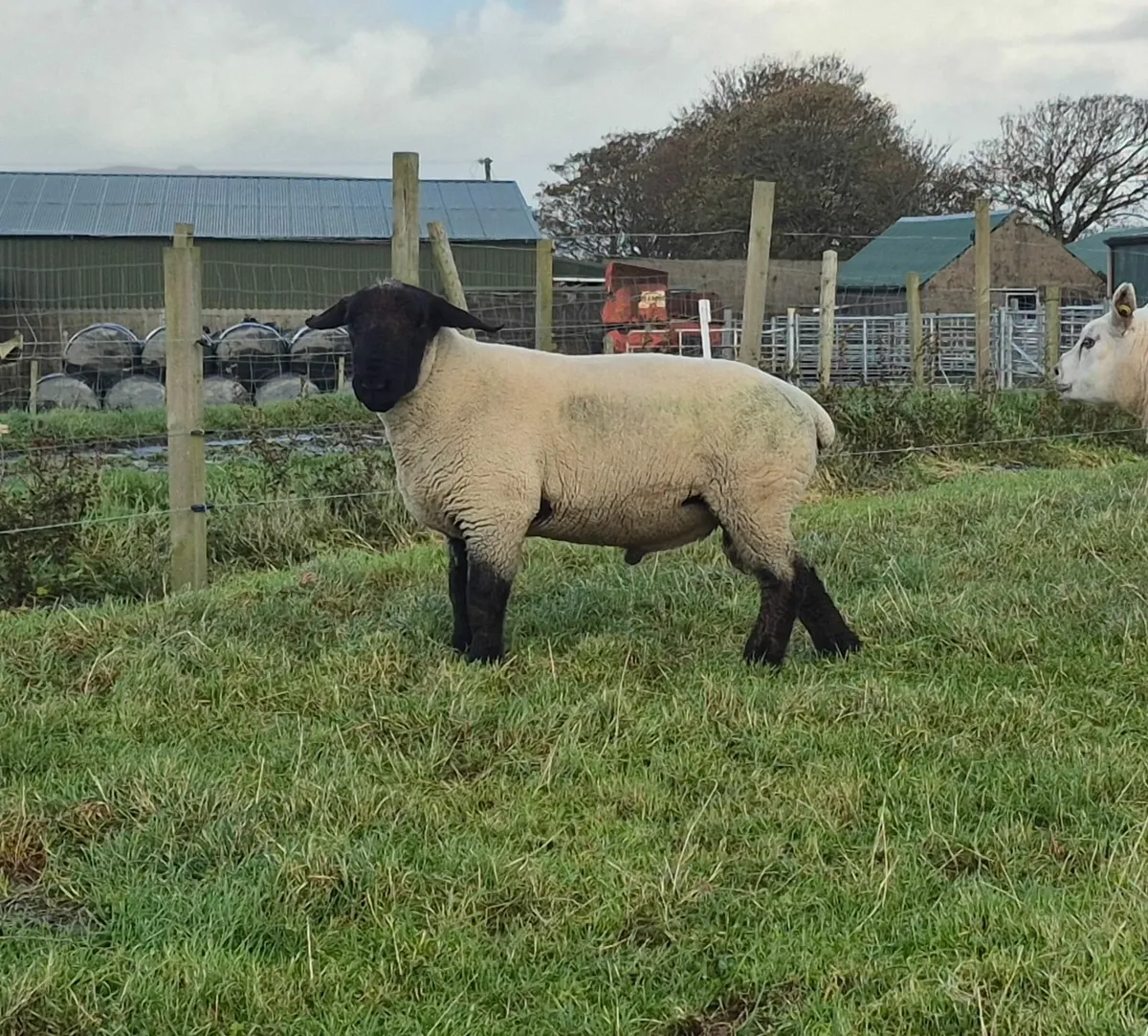 3 Fertility tested rams - Image 3