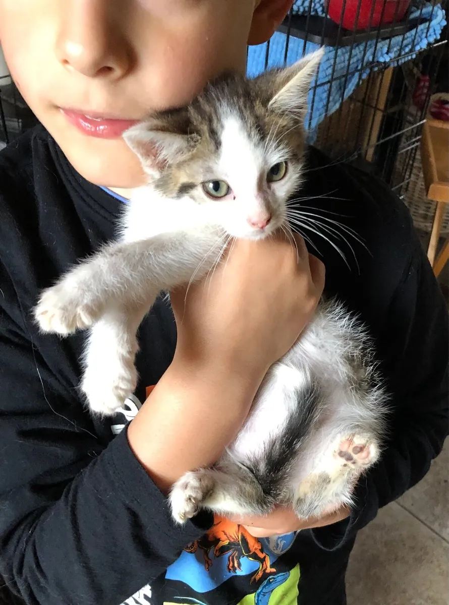 Child friendly kittens - Image 1