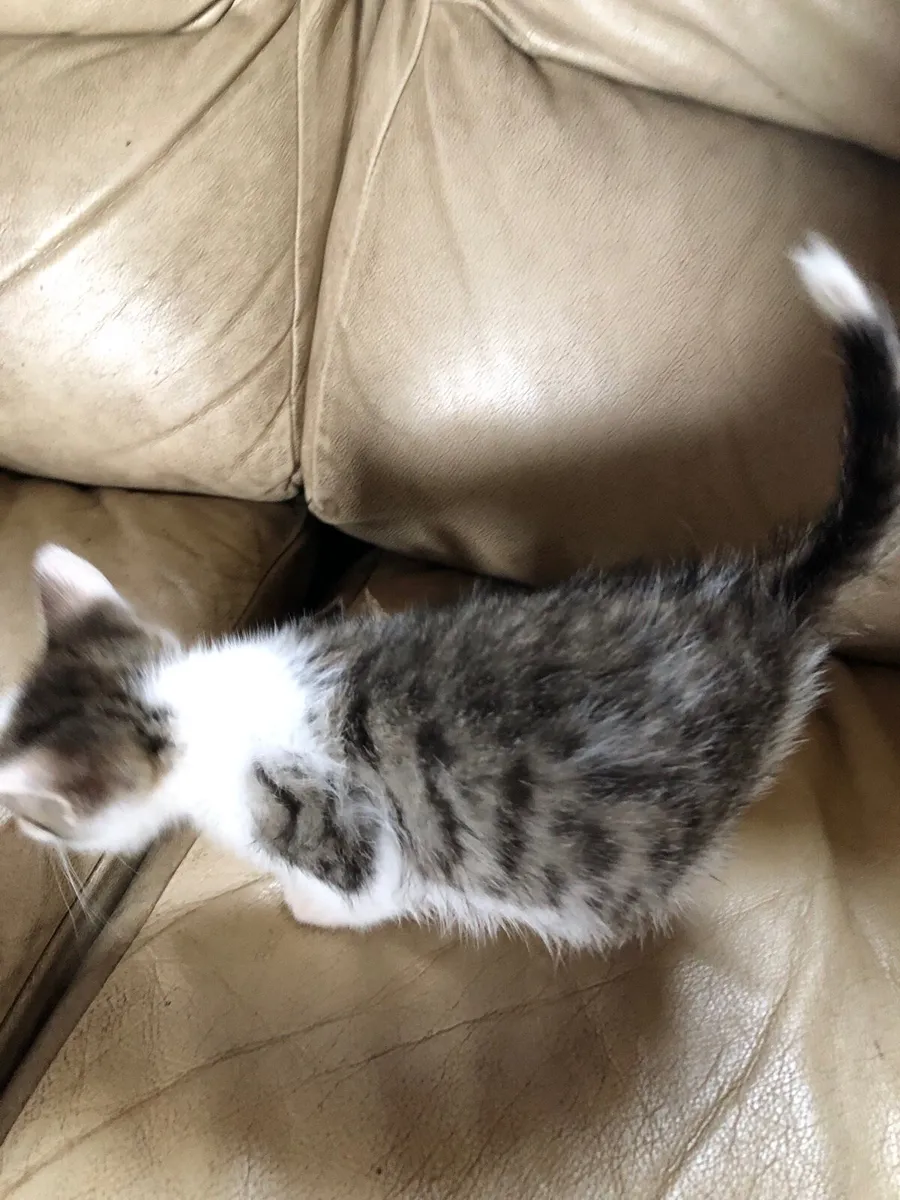 Child friendly kittens - Image 2