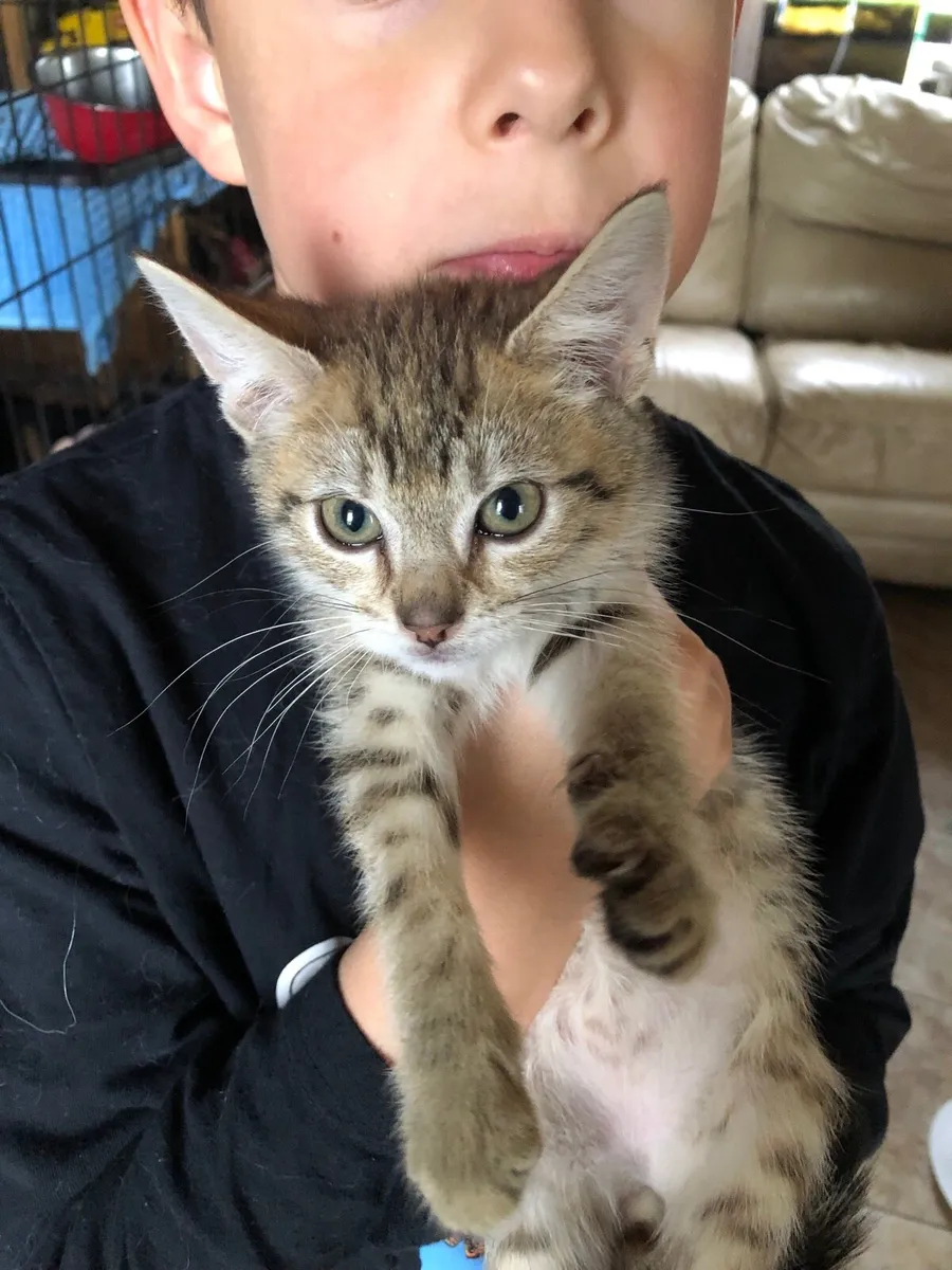 Child friendly kittens - Image 3