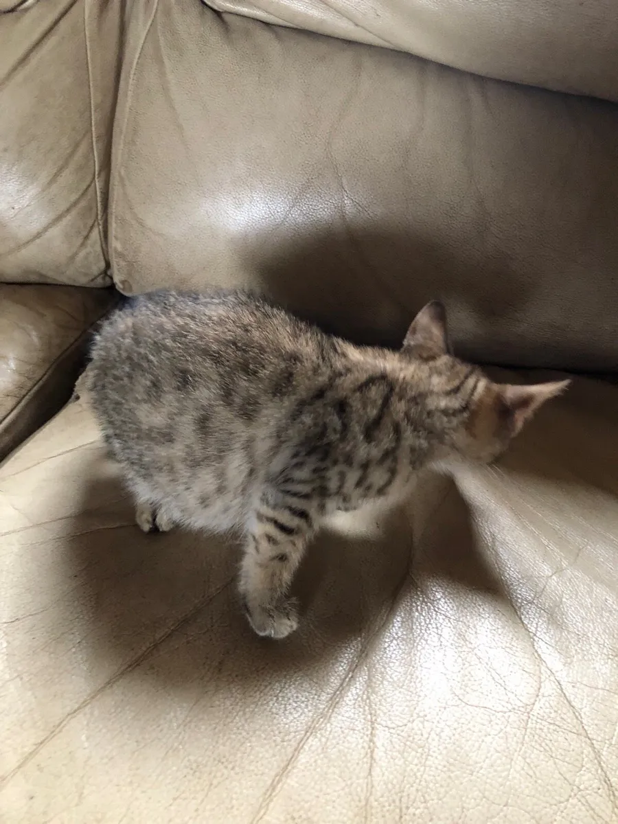 Child friendly kittens - Image 4
