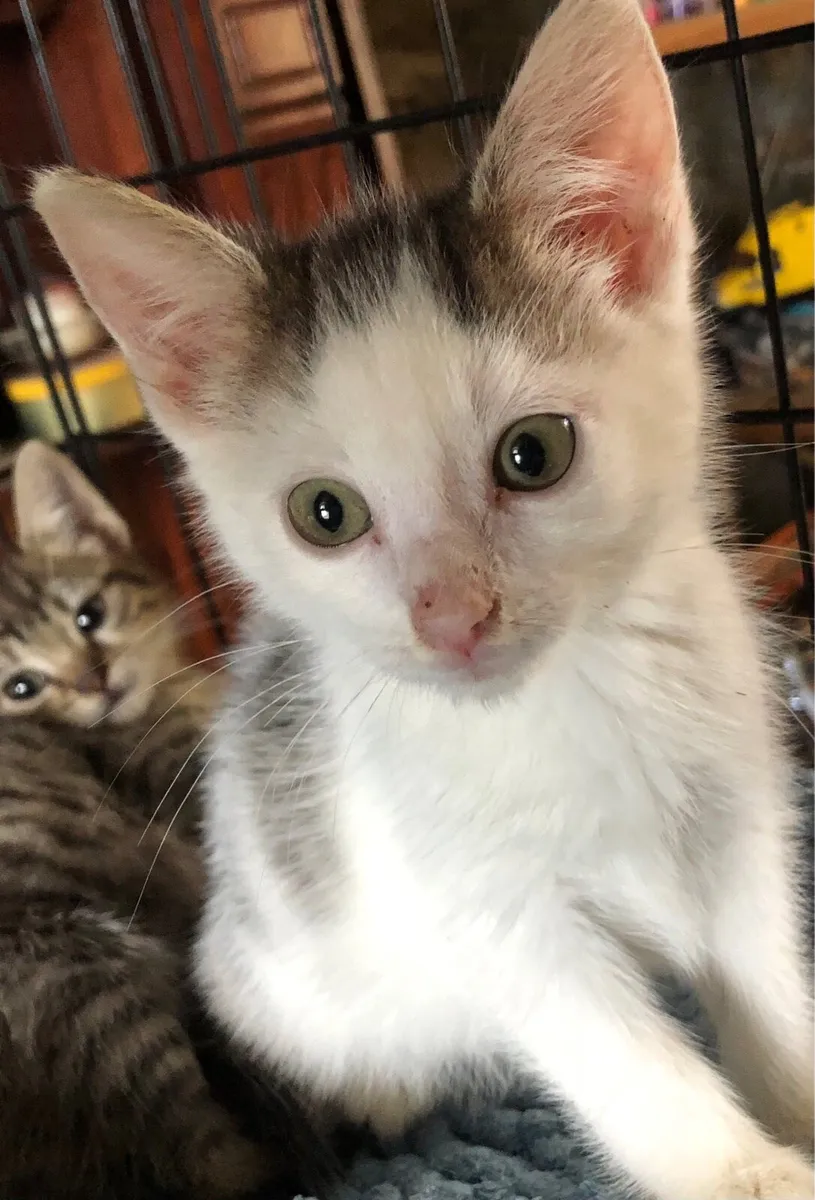 Kittens good with children - Image 1