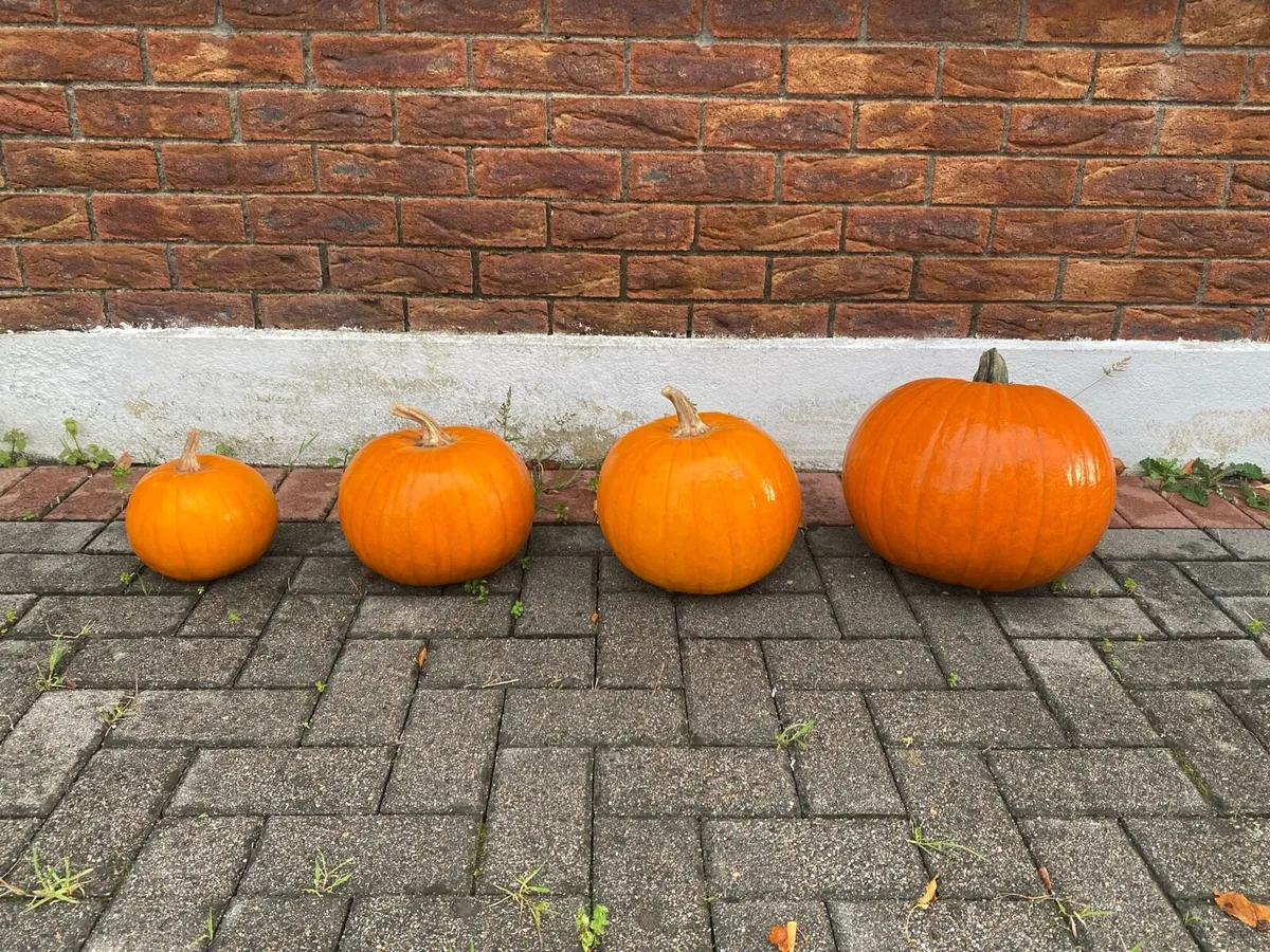Pumpkins and Gourds - Image 1