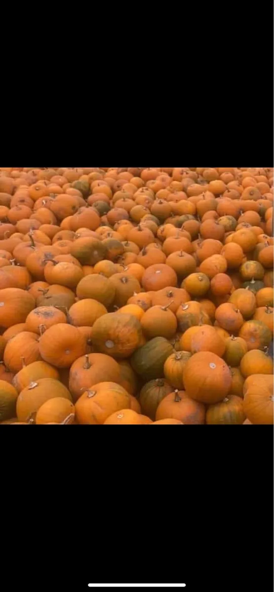 Pumpkins and Gourds - Image 2