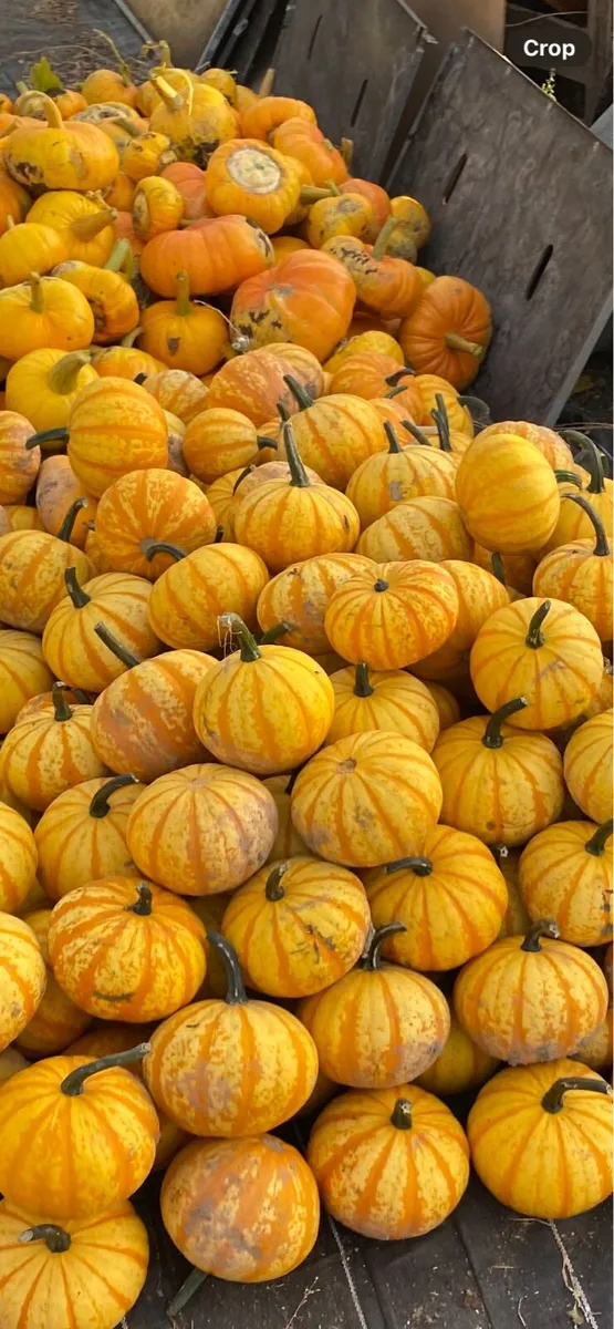 Pumpkins and Gourds - Image 3