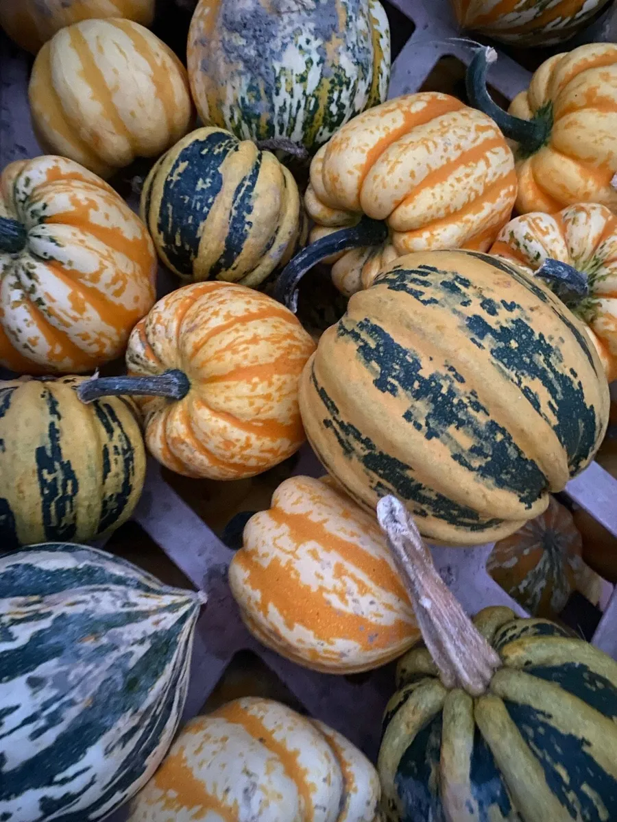 Pumpkins and Gourds - Image 4