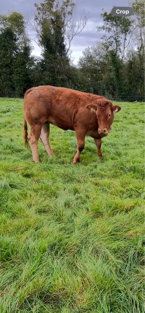 Maiden Heifers for sale - Image 1