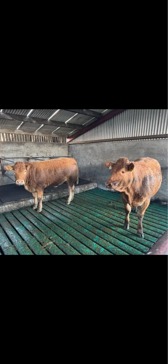 Maiden Heifers for sale - Image 2