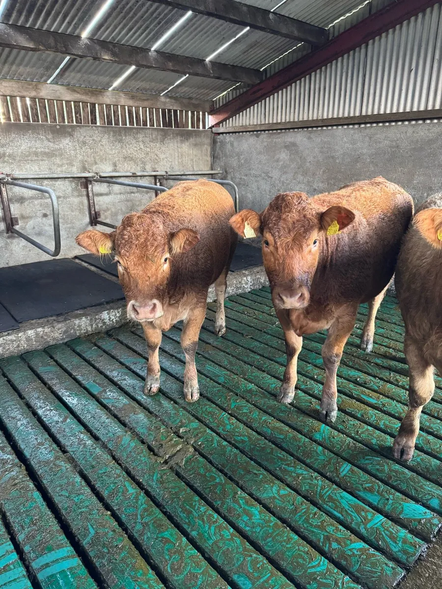 Maiden Heifers for sale - Image 3
