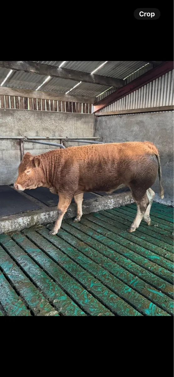 Maiden Heifers for sale - Image 4