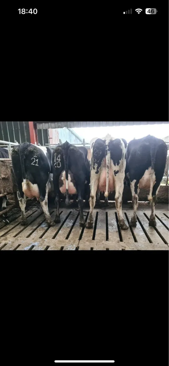 12 Dairy stock @kilmallock mart