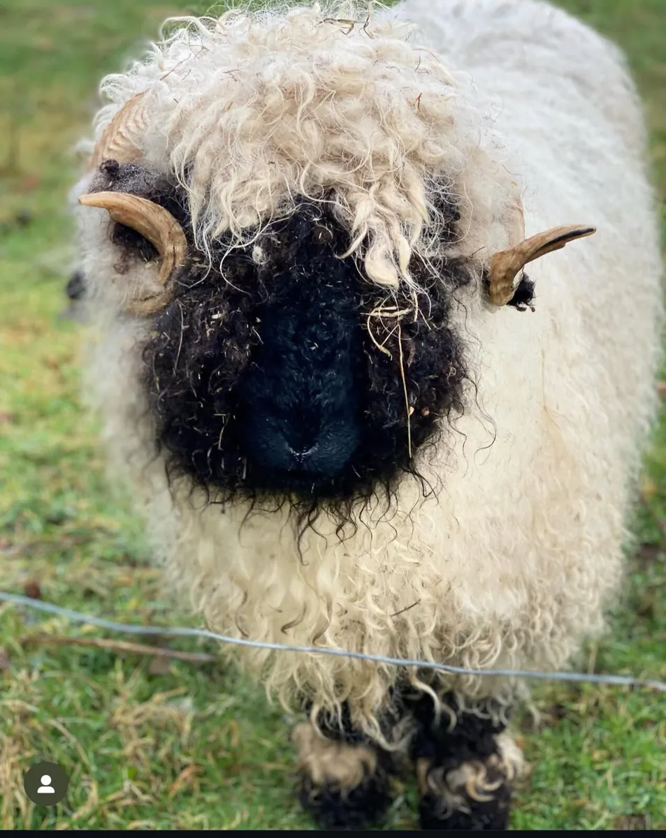 2 pedigree Valais ewes for sale - Image 1