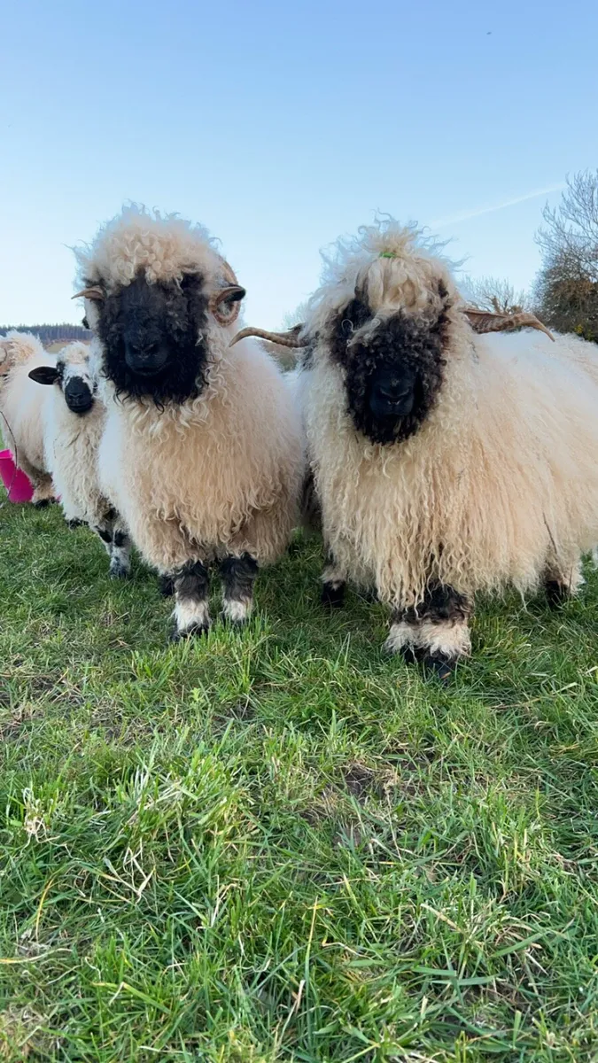 2 pedigree Valais ewes for sale - Image 2