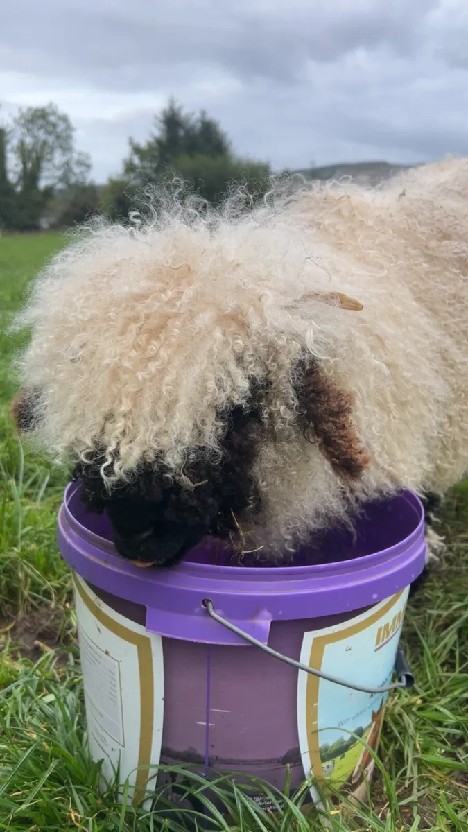 2 pedigree Valais ewes for sale - Image 3