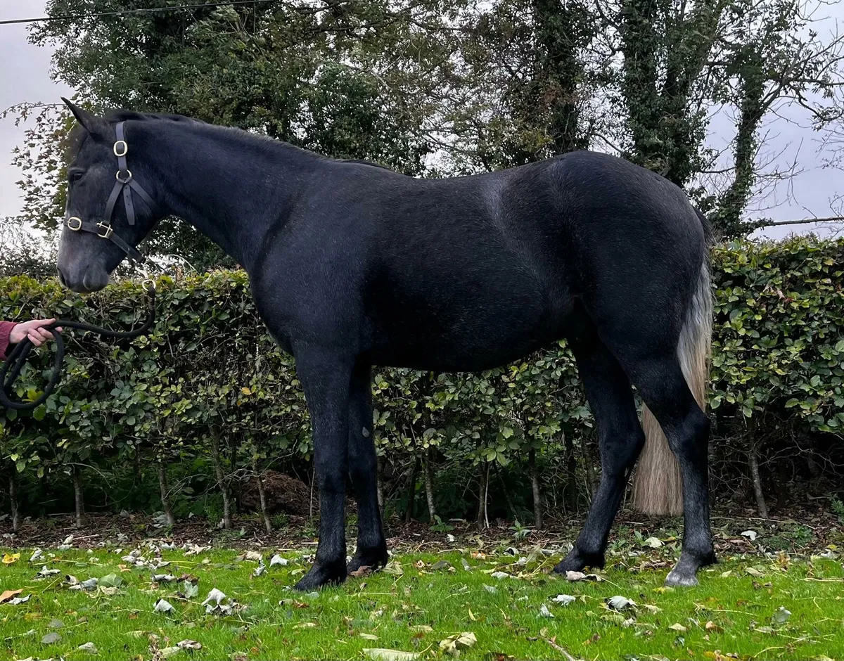 Turpane Silver Star Gelding - Image 1