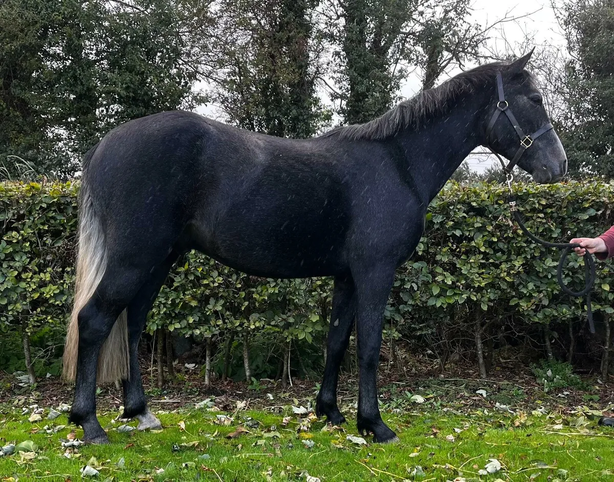 Turpane Silver Star Gelding - Image 2