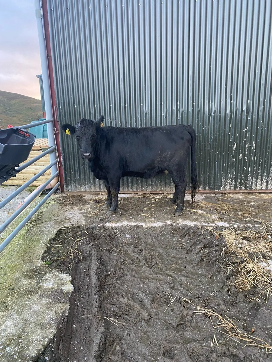 Organic Dexter heifer - Image 1