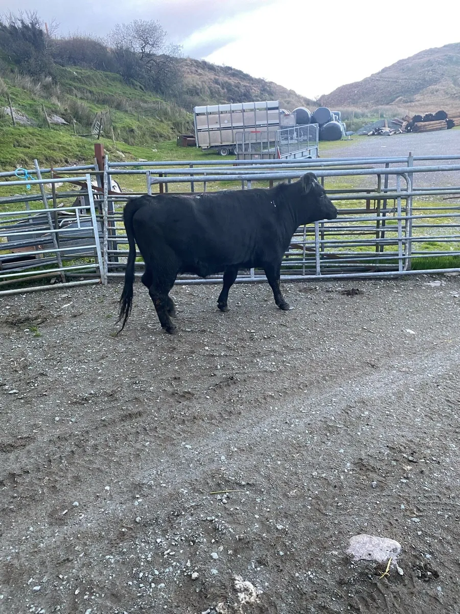 Organic Dexter heifer - Image 2