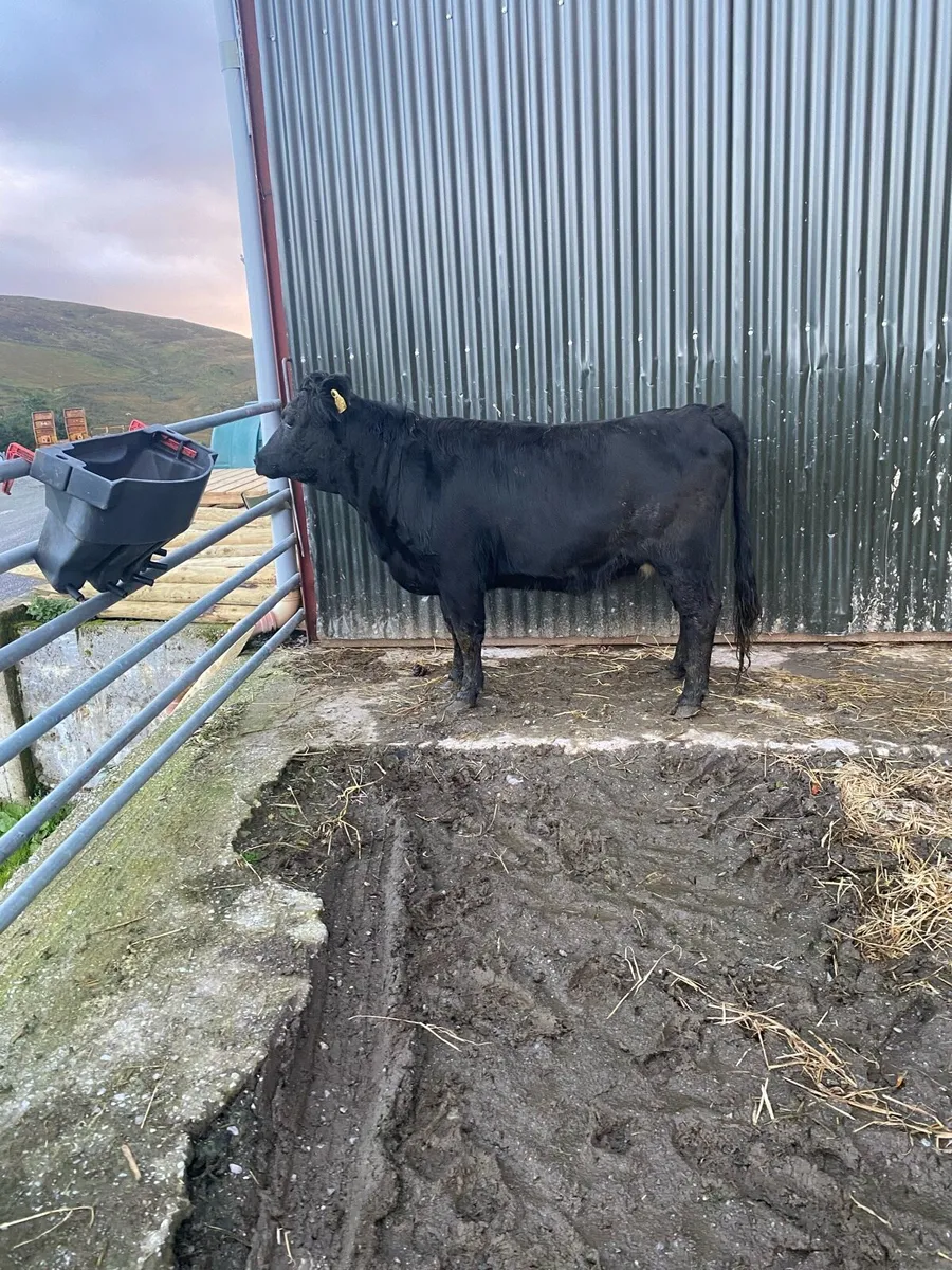 Organic Dexter heifer - Image 3