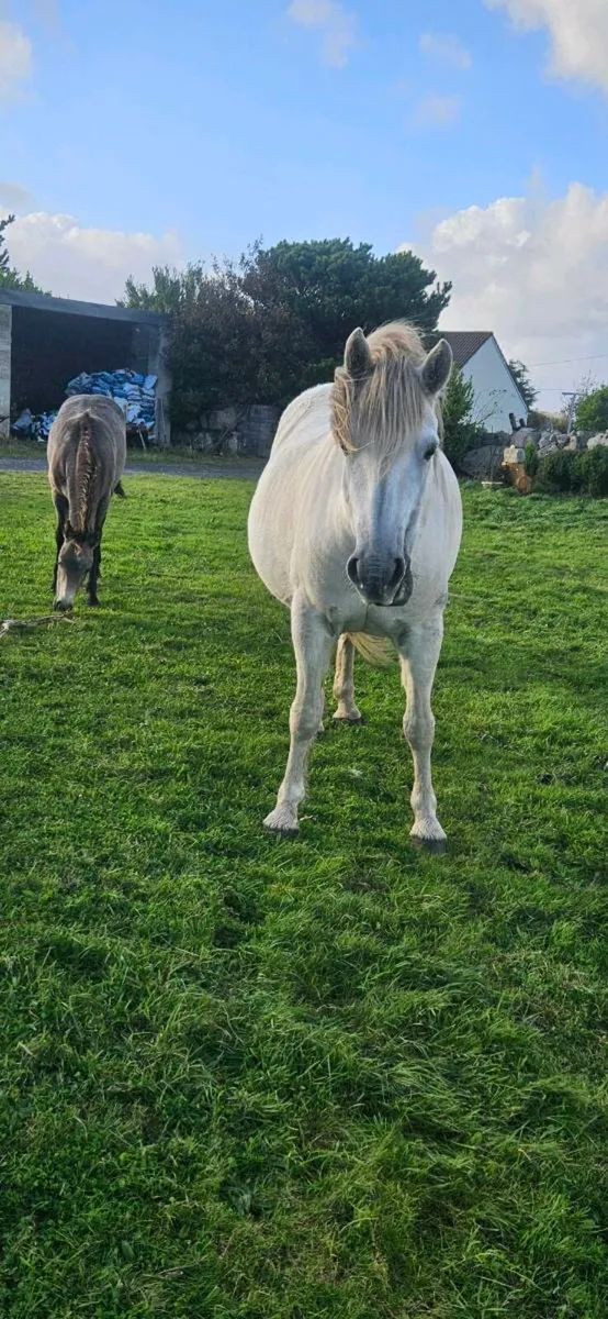 Connemara ponies - Image 2