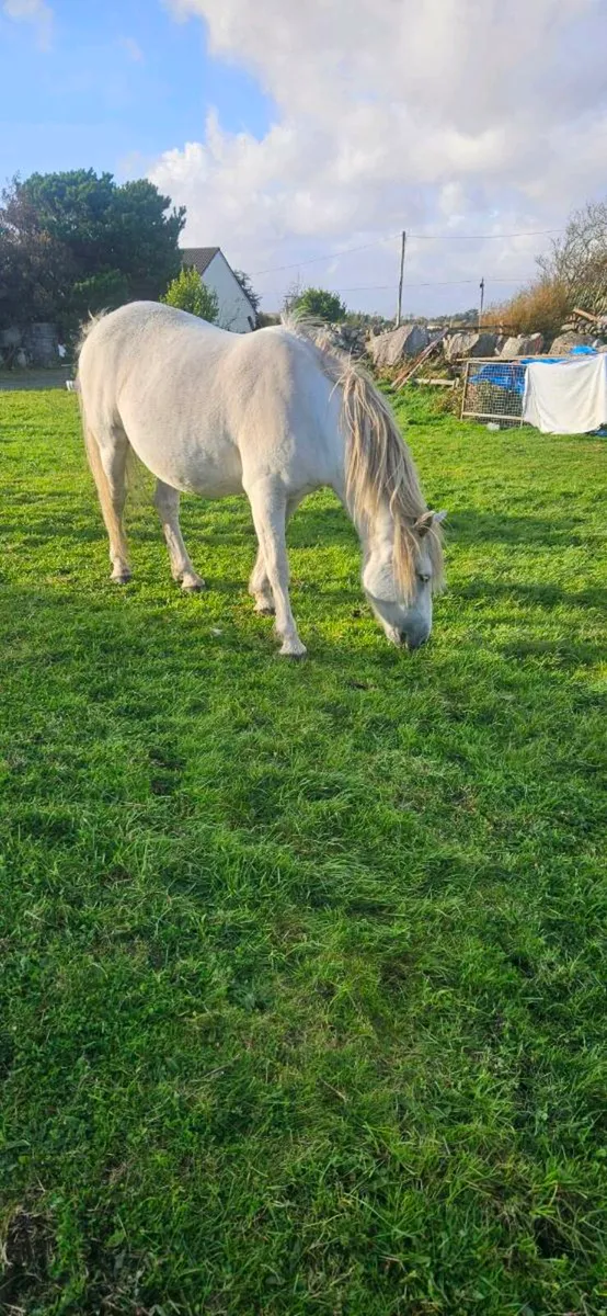 Connemara ponies - Image 3
