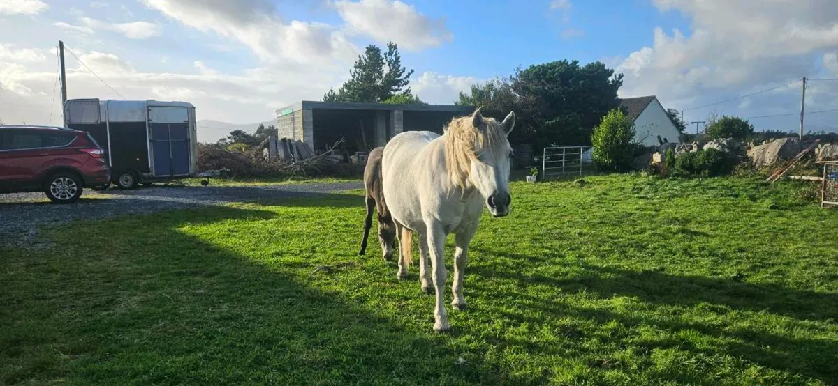 Connemara ponies - Image 4