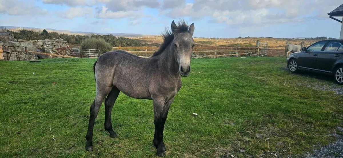 Connemara ponies - Image 1