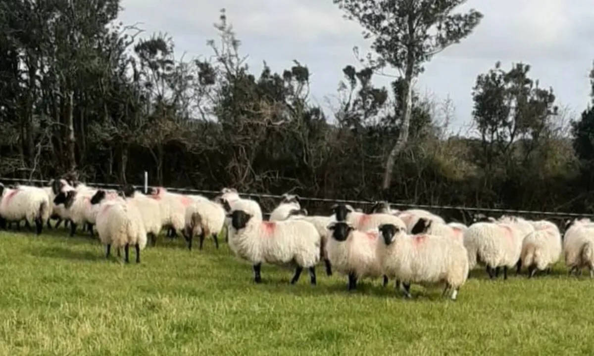 Mayo mountain ewe lambs - Image 1