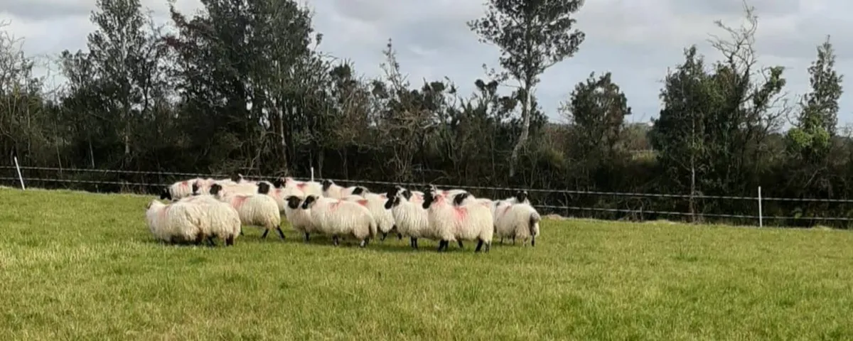 Mayo mountain ewe lambs - Image 2