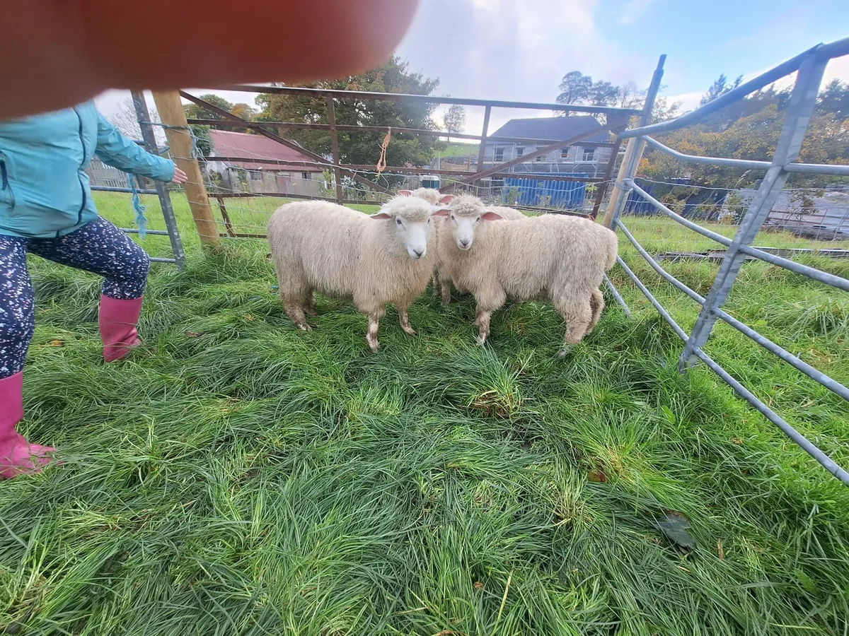 Pure Bred Galway Ram Lambs - Image 1