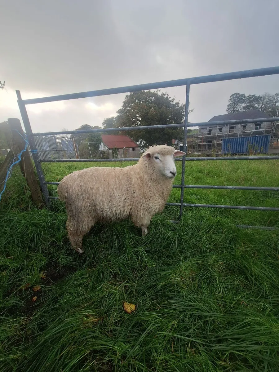 Pure Bred Galway Ram Lambs - Image 2