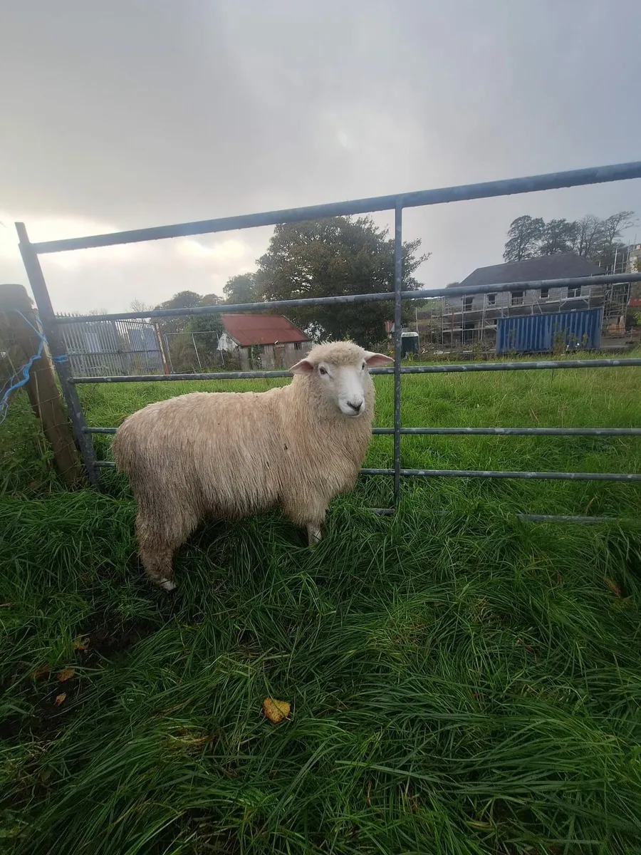 Pure Bred Galway Ram Lambs - Image 3