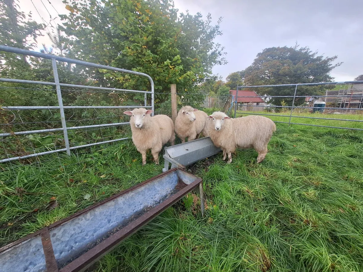 Pure Bred Galway Ram Lambs - Image 4