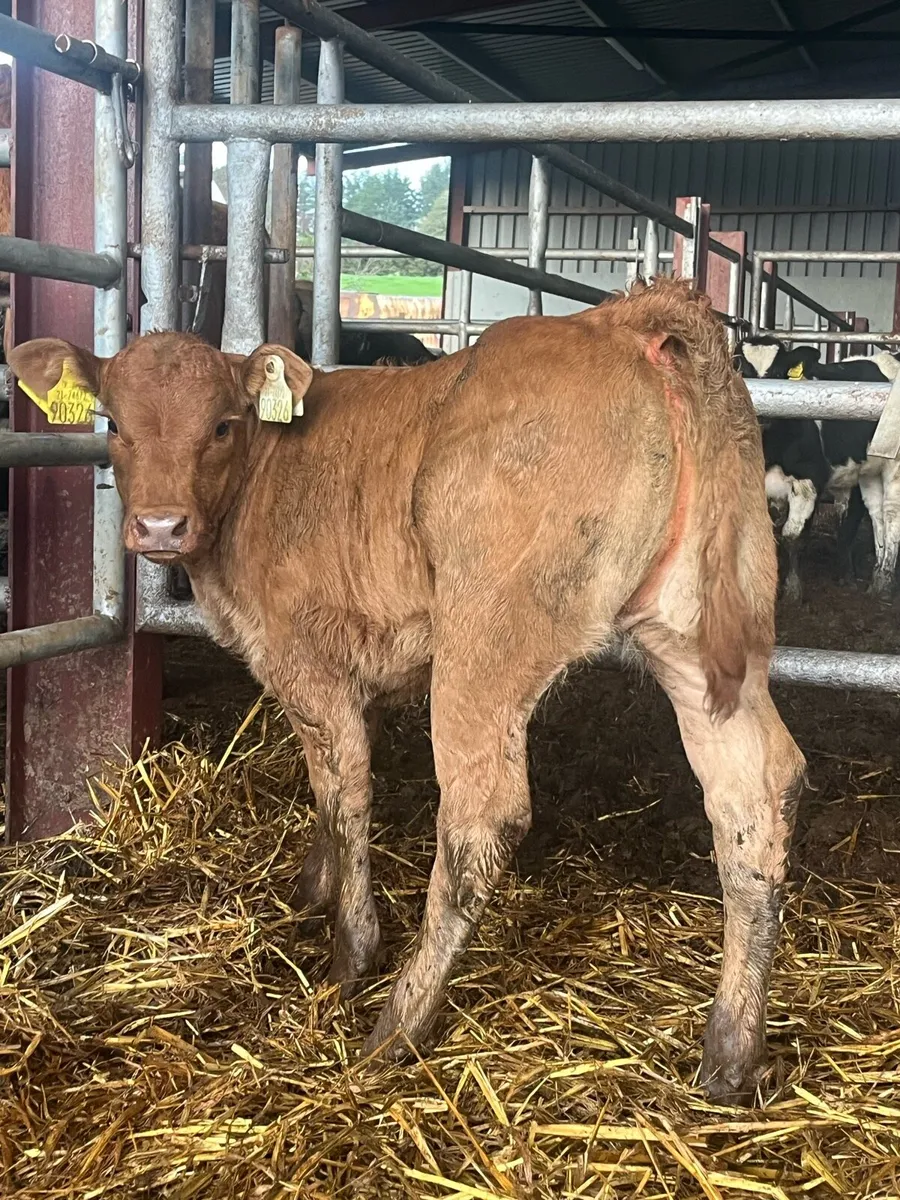 E GRADE HYBRID HEIFER CALF - Image 1