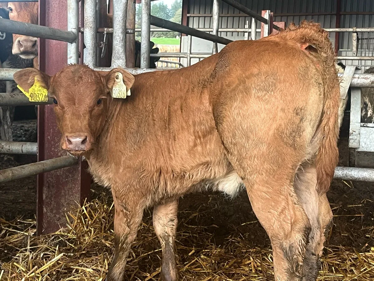 E GRADE HYBRID HEIFER CALF - Image 2