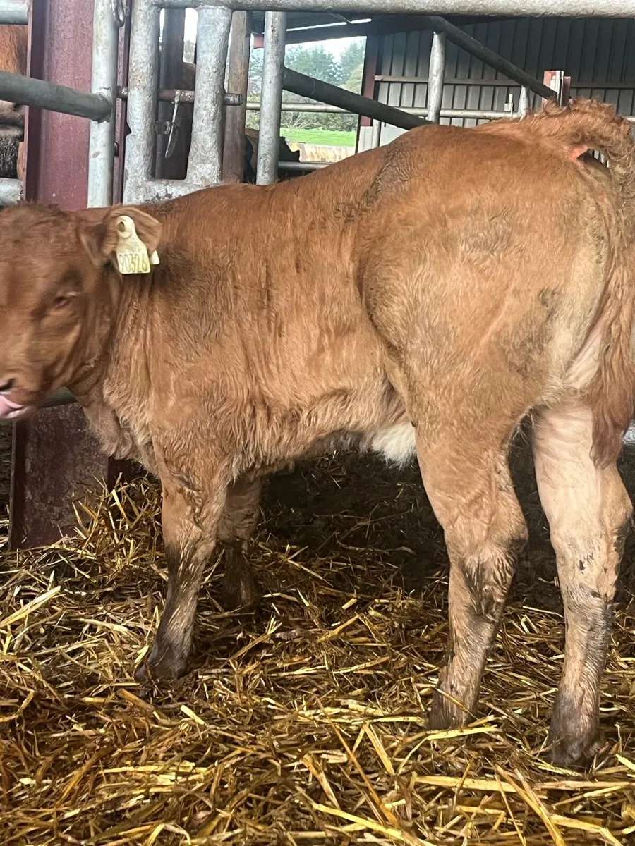 E GRADE HYBRID HEIFER CALF - Image 3